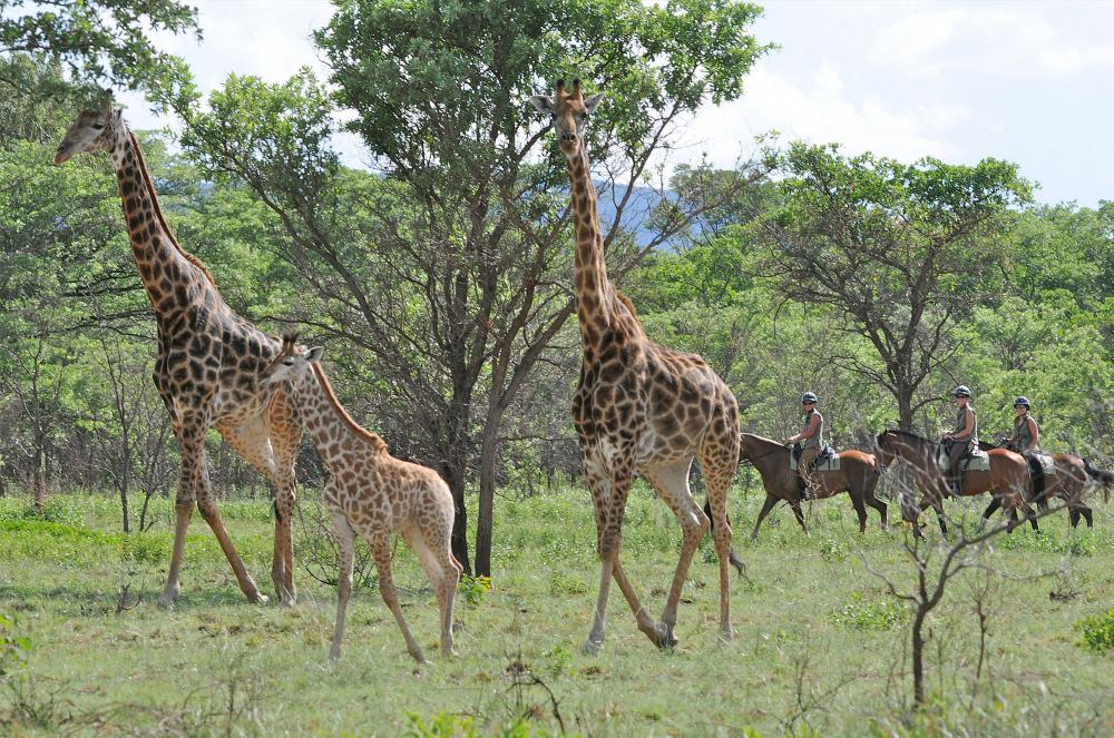 Limpopo, South Africa - 4 Bedroom Lodge Jembisa Limpopo, South Africa - 4 Bedroom Lodge Jembisa